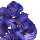 Set 4 Orchidea Artificiali Vanda Altezza 62 cm 