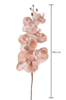 Set 6 Fiori Phalenopsis Br/Gold H81 cm Cipria