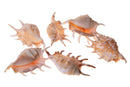 Set 18 Conchiglie Lambis in Rete 