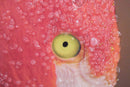 Stampa su Tela con Applicazioni Flamingo 80x3,8x120 cm in Legno e canvas