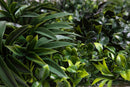 Giardino Verticale 100x100 cm