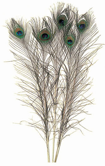 sconto Set 25 Piume Pavone H 75 90 cm