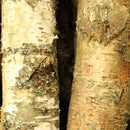 Tronco in Legno di Betulla Lunghezza 200 cm