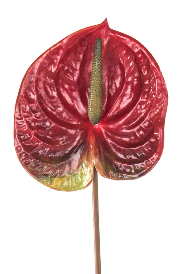 acquista 6er Set Anthurium Kunstblumen Höhe 70 cm Rot