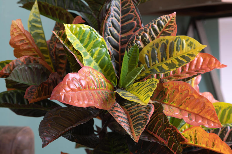 Croton Artificiale con Vaso, Composto da 136 Foglie Altezza 100 cm Verde