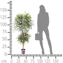 Aralia Artificiale a 2 Diramazioni con 954 Foglie Altezza 150 cm Verde