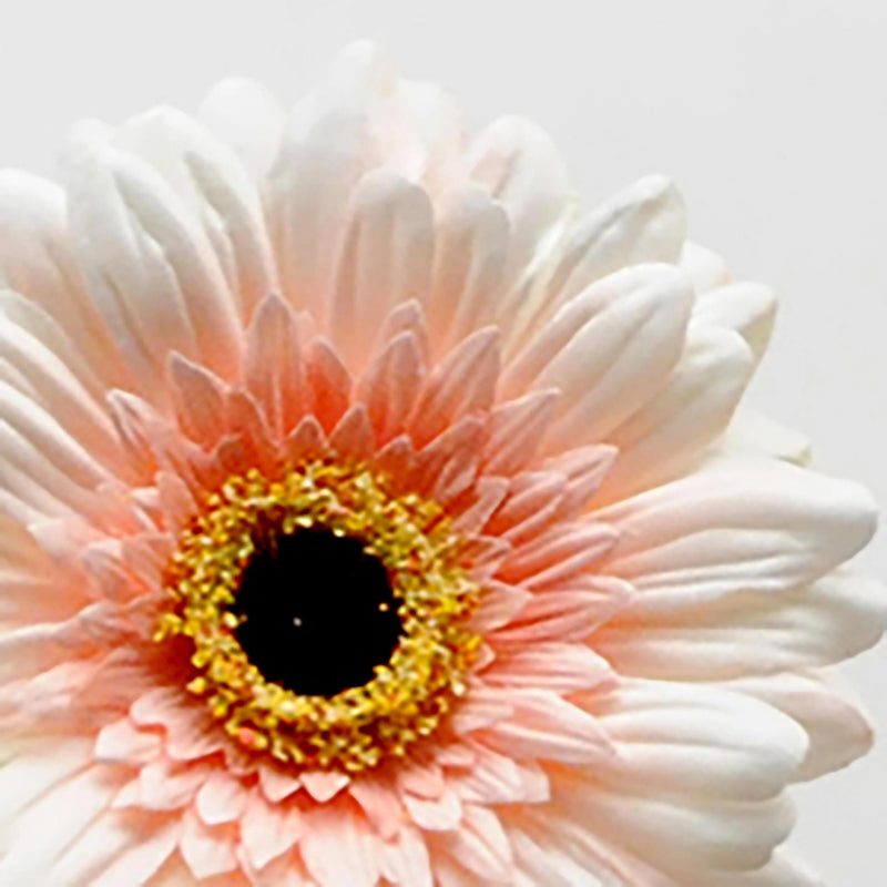 Set 12 Fiori Artificiali di Gerbera Altezza 63 cm Rosa