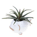 Set 2 Vasi Pesci 23x14 H 12,5 cm 