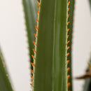 Pianta Artificiale di Yucca Alta 190 cm con 39 Foglie in Vaso Contenitore di PEVA e Cemento Nero      