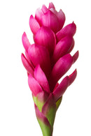 Set 2 Rami Artificiali Ginger 99 cm con Foglia