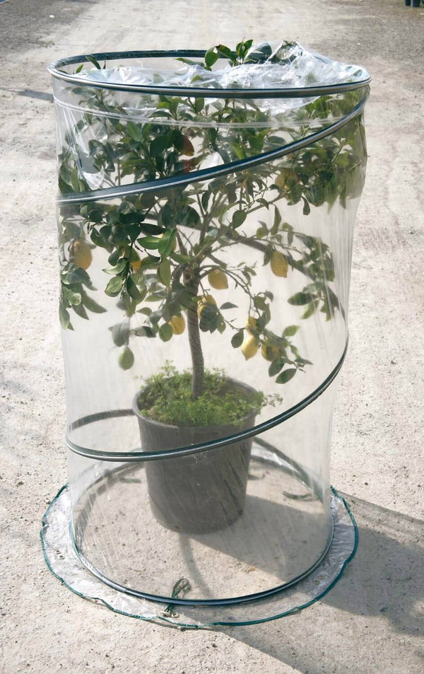 online Gartengewächshaus mit Pop-Up-System Ø90cm Rama Citrus Verde