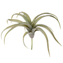 Set 2 Foglie Artificiali Tillandsia per 19 30 cm 