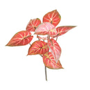 Set 6 Foglie Artificiali Syngonium 31 cm per 9 Real Touch 