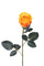 Set mit 12 halboffenen Kunstrosen, Höhe 37 cm, Orange