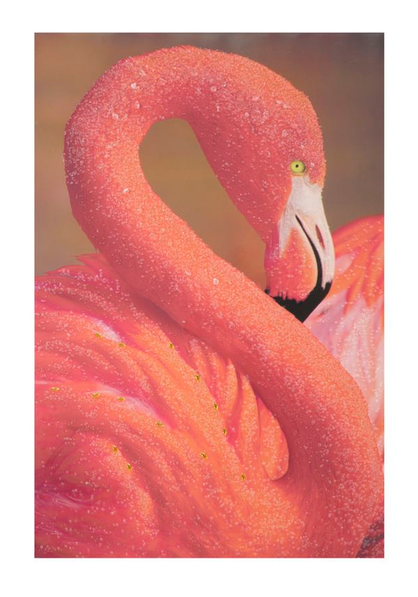 online Druck auf Leinwand mit Flamingo-Applikationen 80x3,8x120 cm in Holz und Leinwand