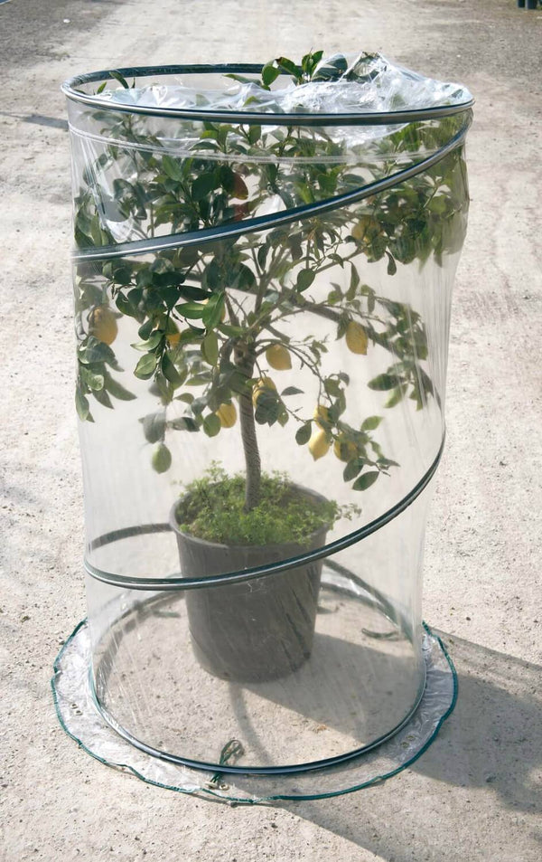Gartengewächshaus mit Pop-Up-System Ø90cm Rama Citrus Verde online