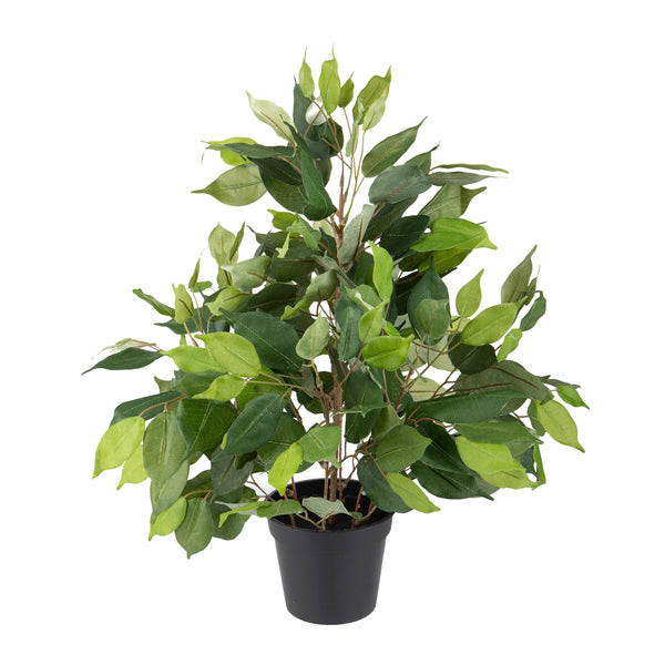Künstlicher Ficus mit Topfhöhe 55 cm Grün online