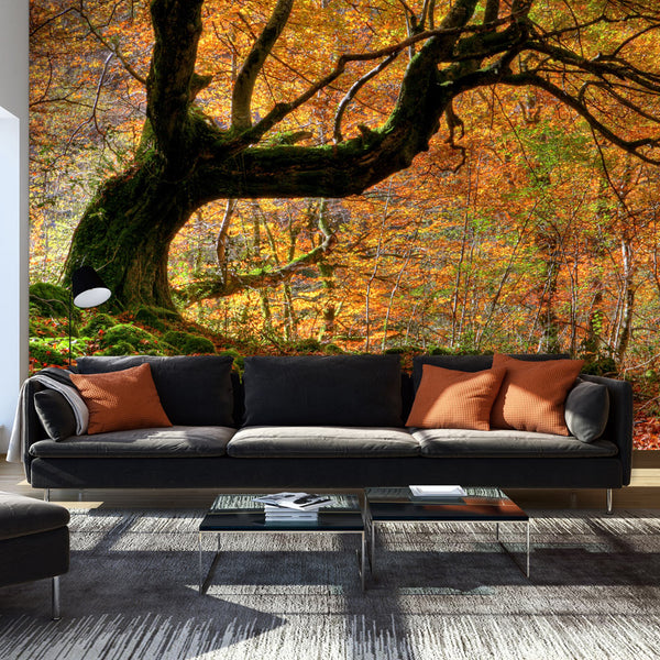 prezzo Fototapete – Herbst, Wald und Blätter 450x270cm Erroi