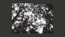Fotomurale - Bleak Forest 350X270 cm Carta da Parato Erroi-2