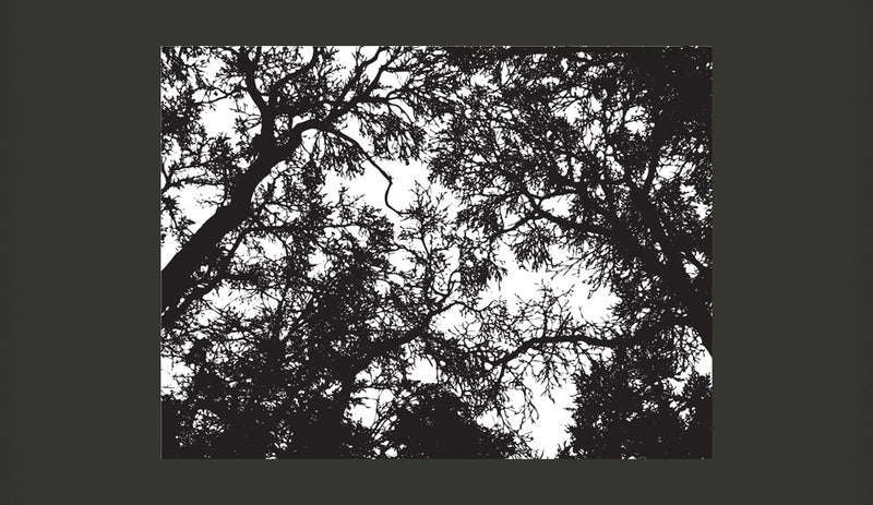 Fotomurale - Bleak Forest 350X270 cm Carta da Parato Erroi-2