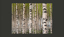 Fotomurale - Birch Groove 200X154 cm Carta da Parato Erroi-2