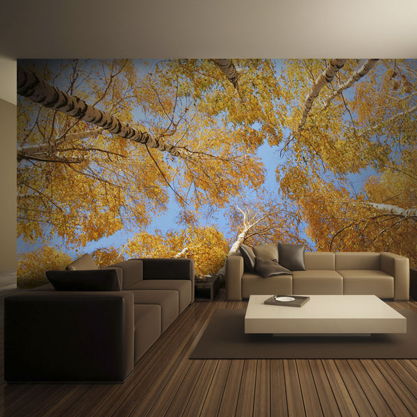 prezzo Fototapete - Herbstliche Baumkronen Erroi Wallpaper