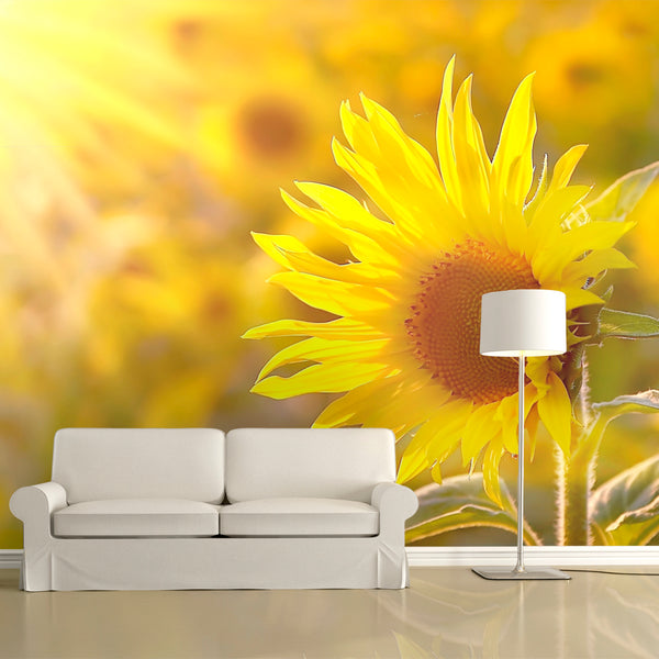 online Fototapete - Sonnenblumen in der Sommersonne Erroi Wallpaper
