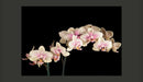 Fotomurale - Orchidea in Fiore 200X154 cm Carta da Parato Erroi-2