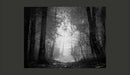 Fotomurale - Foresta Delle Ombre 200X154 cm Carta da Parato Erroi-2