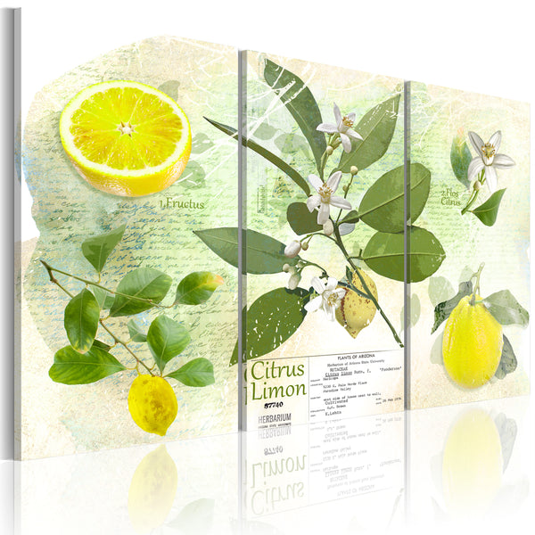sconto Poster - Erroi-Zitronenfrucht