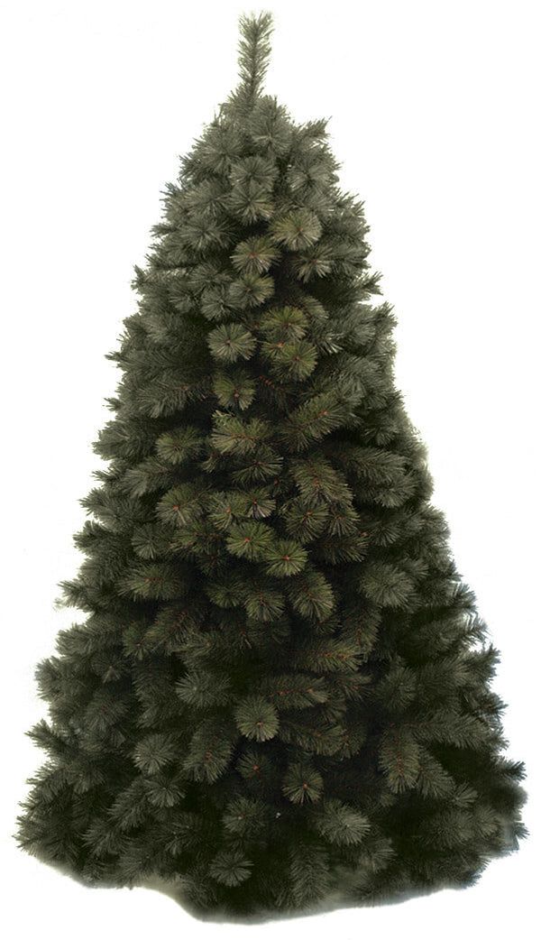 Echter grüner Kiefern-Weihnachtsbaum acquista
