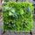 Künstliche vertikale grüne Wand 100x100 cm