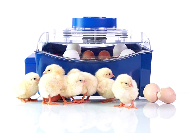 Incubatrice per Uova e Umidificatore Automatico Borotto Lumia 16 Expert-9