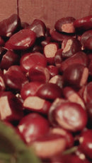 Batterie elektrischer Kastanientoaster Kastanienkocher Geröstete Kastanien für Gaskocher Ferraboli Zweite Wahl