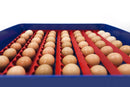 Incubatrice per Uova Automatica Professionale Borotto Real 49 Plus-6