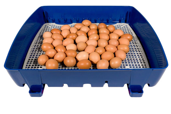 Borotto Real 49 Professioneller halbautomatischer Eierinkubator online